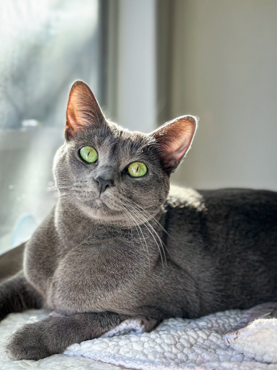 HeatherGfield's tweet photo. Everyone tell Sylvie PSPSPSPSPSSSSSS #CatsOfTwitter #Cats #RussianBlue https://t.co/MWl8kWZCB9