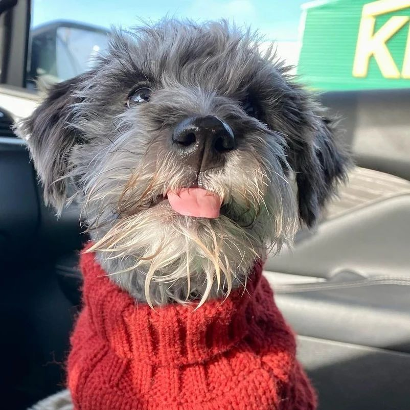 Yuki the schnoodle Is ready to start shopping for their next DIY project at KENT! #kentbuildingsupplies #DIY  #DIYProject #doityourself #schnoodle