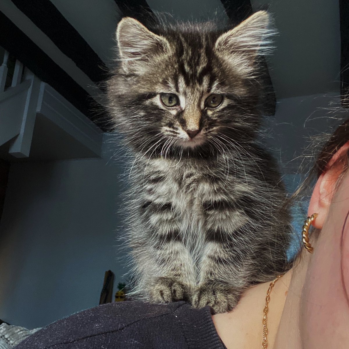 ktediana's tweet photo. Meet Harlow aka Young Harleezy! Mine and @Jam_Bubbson’s lil smoosh 🐾🐈‍⬛🖤 https://t.co/P2vndE2vAa