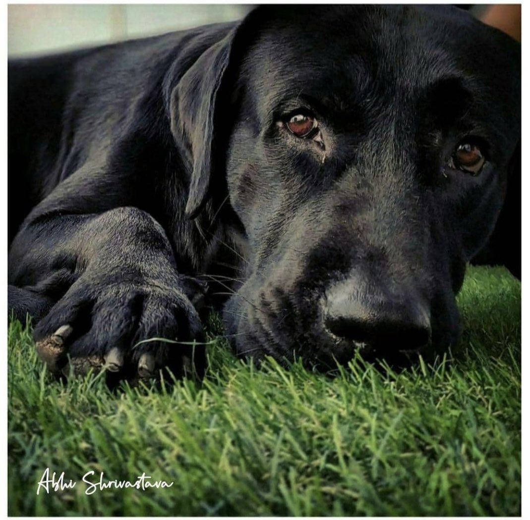 jackkate4ever's tweet photo. @shwetasinghkirt @Rai31077731 @itsSSR #RIPFudge ๐
Sushant BondWid Fudge https://t.co/kDnuTZhY01