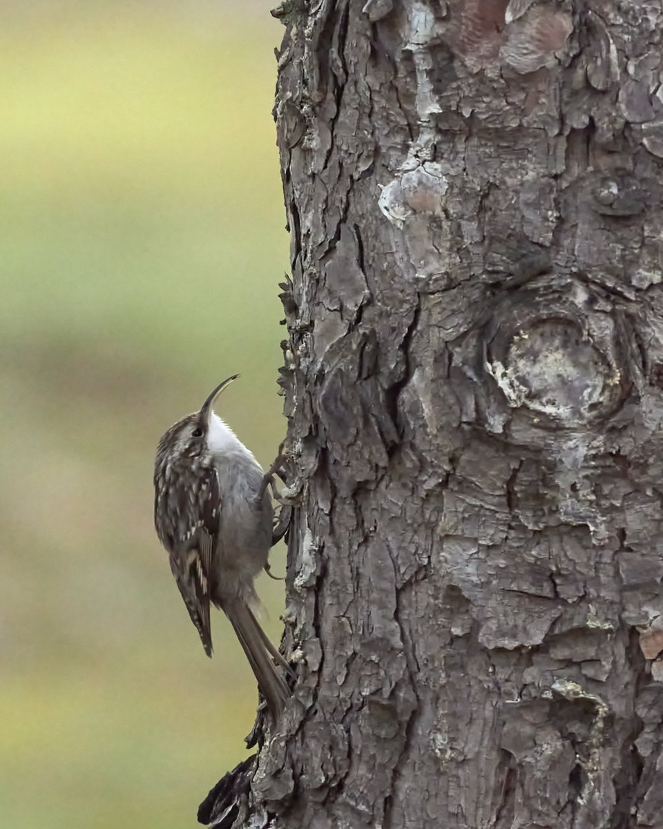 ansararagon's tweet photo. El agateador común (Certhia brachydactyla) es especialista en la búsqueda de pequeños insectos en los troncos de los árboles. Aunque es un ave forestal, también es fácil de ver en nuestros parques.
Foto: Juan Carlos Troya.
#Agateadoreuroasiático #ParqueOliver #Naturaleza #Aragón https://t.co/2bom3B8F8k