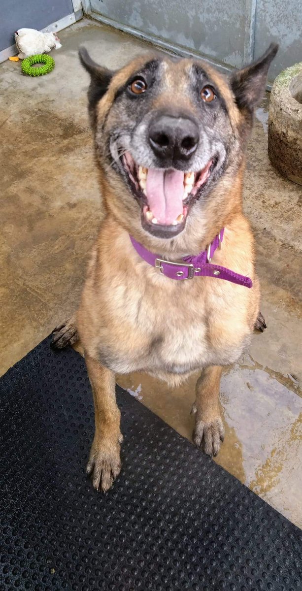 gsrescueelite's tweet photo. Stop Breeding #Malinois For Family Pets 😡
20+ in kennels, 3 more waiting to come in. We can't rehome them as they need Experienced, Active, and Working Homes. They can't handle kennels, and injuries are common. An epidemic of #Malis being abandoned 😢  
#dogsoftwitter https://t.co/PaFGkJxan7