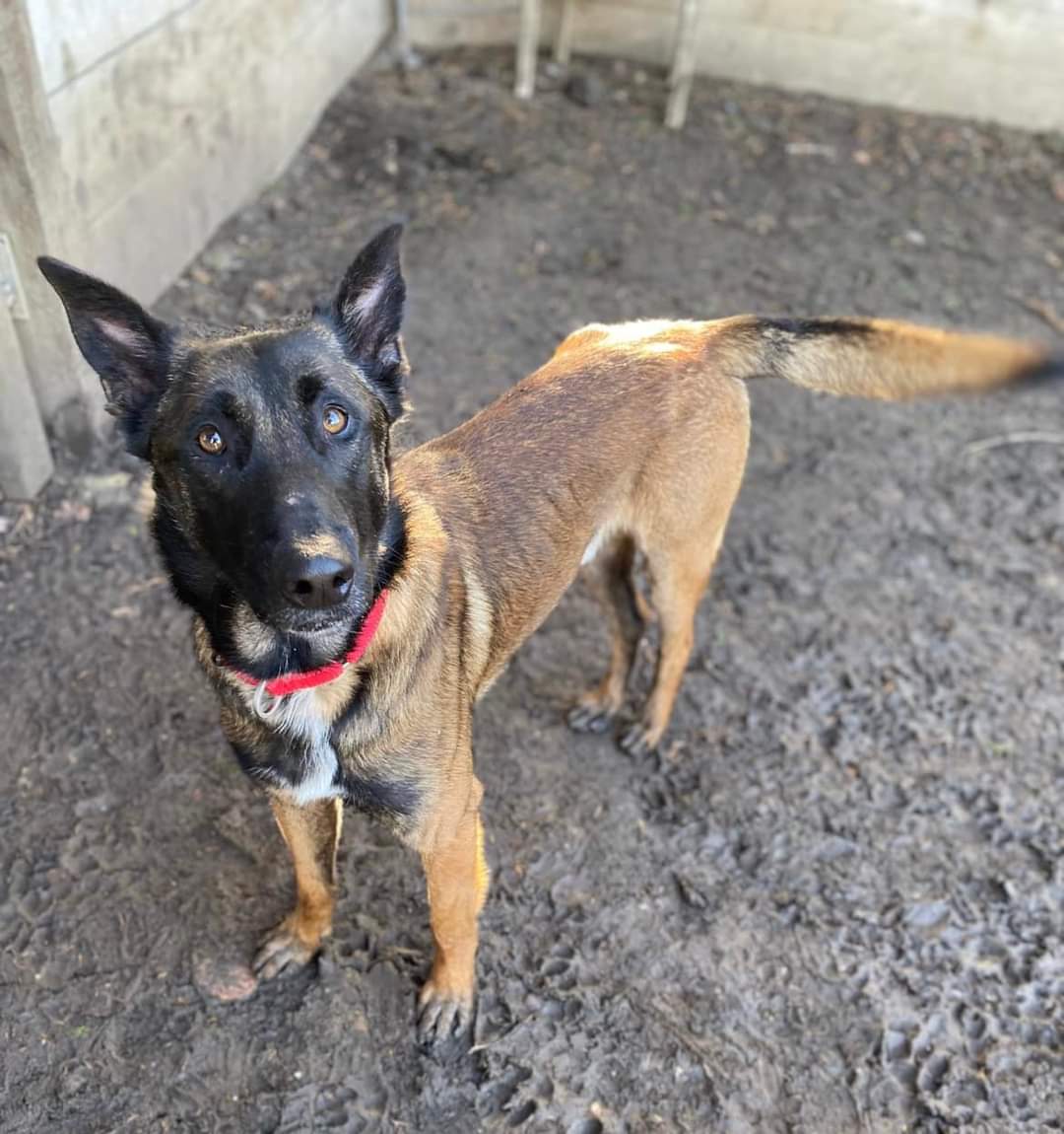 gsrescueelite's tweet photo. Stop Breeding #Malinois For Family Pets 😡
20+ in kennels, 3 more waiting to come in. We can't rehome them as they need Experienced, Active, and Working Homes. They can't handle kennels, and injuries are common. An epidemic of #Malis being abandoned 😢  
#dogsoftwitter https://t.co/PaFGkJxan7