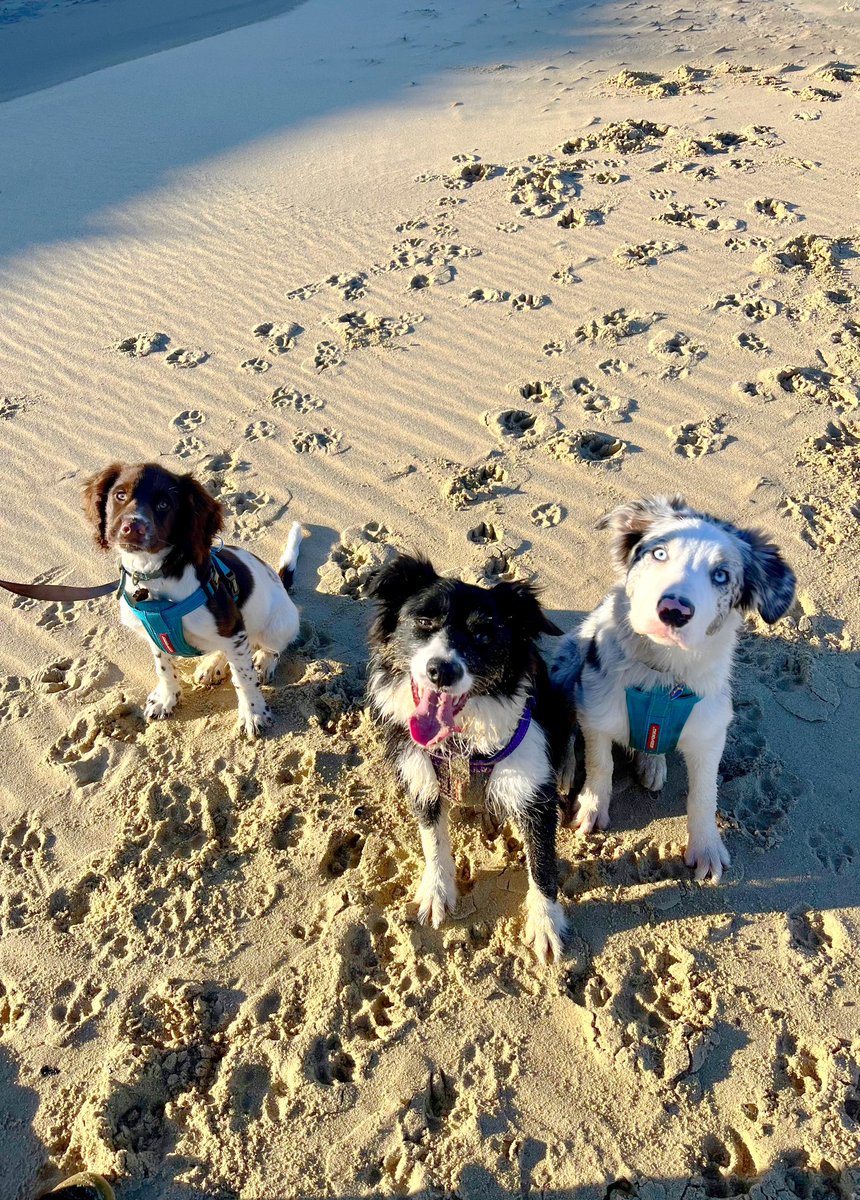 What do we do on the coldest day this week? Go to the beach! 🤭 #beachvibes #dogsatthebeach #bordercollies #springerspaniel #Puppies