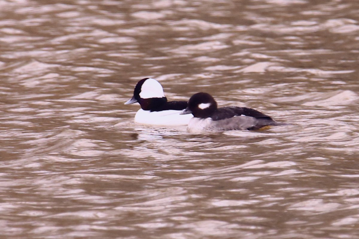 FototakerTony's tweet photo. A pix of abt a week ago of some local #Buffleheads enjoying the area sights and waters. Just back fm snapping more #waterBirds.   @birdsoftheworld @NiagaraRegion @NiagaraFallsUSA #upperNiagaraRiver @birdnames_en @VisitNiagaraUSA @visitniagara1 #avesdelMundo https://t.co/dV8f6g9TF7