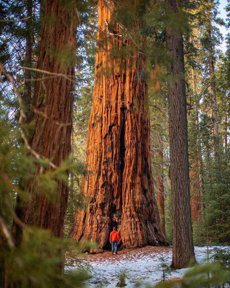 Winter in the Sequoias. There’s something so humbling about letting nature remind us how small we really are. ❄️🌲