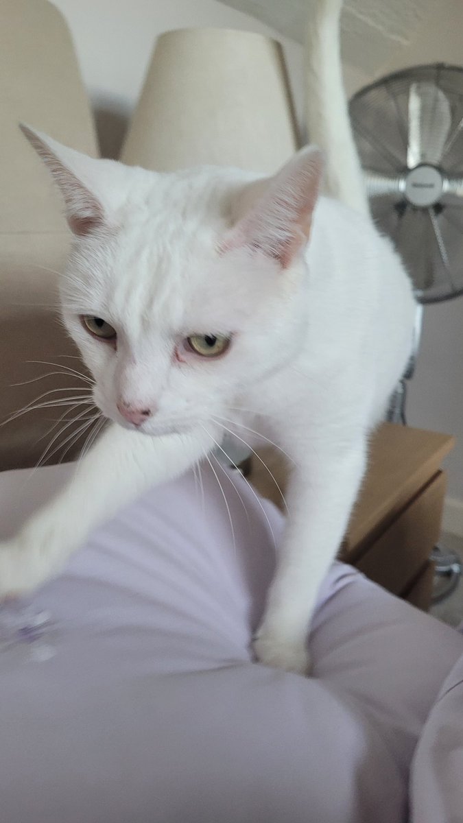probablyakitty's tweet photo. Hiiii! :) https://t.co/Fl8UMBltPI