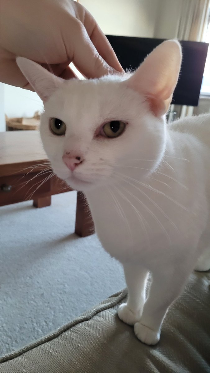 probablyakitty's tweet photo. Hiiii! :) https://t.co/Fl8UMBltPI
