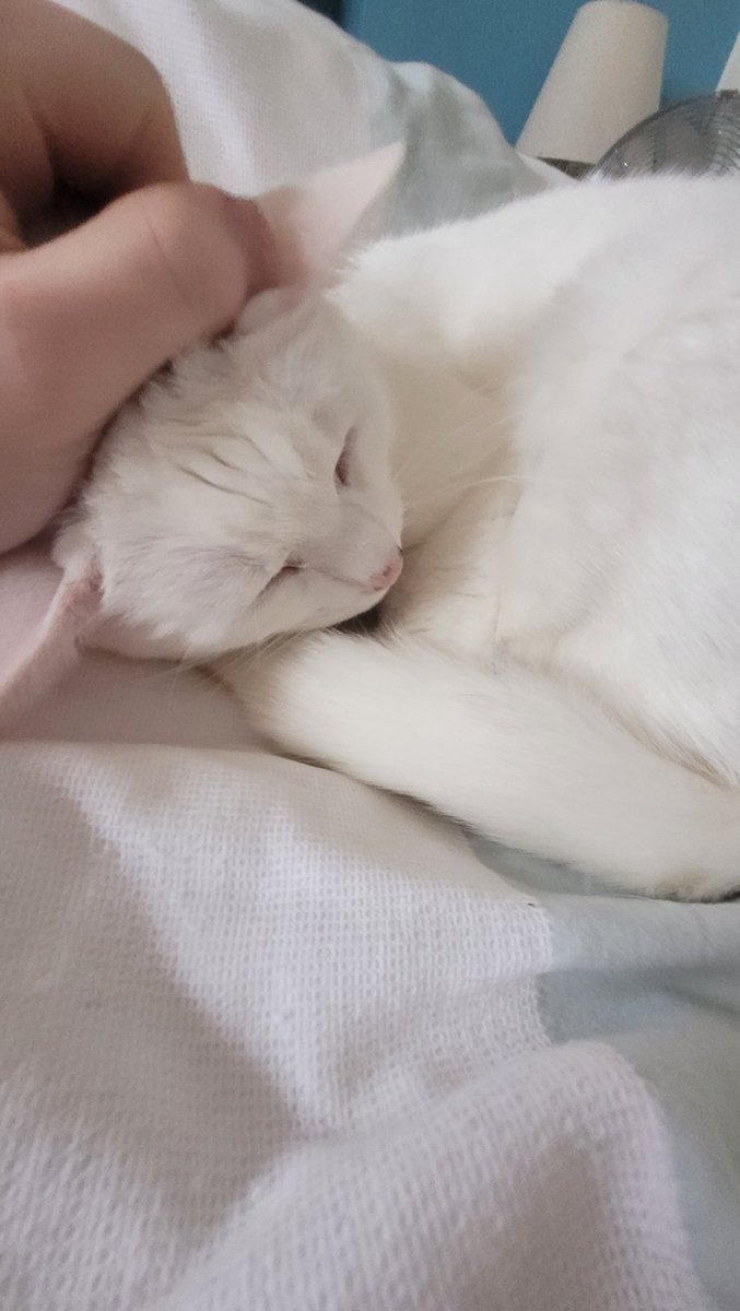 probablyakitty's tweet photo. Hiiii! :) https://t.co/Fl8UMBltPI
