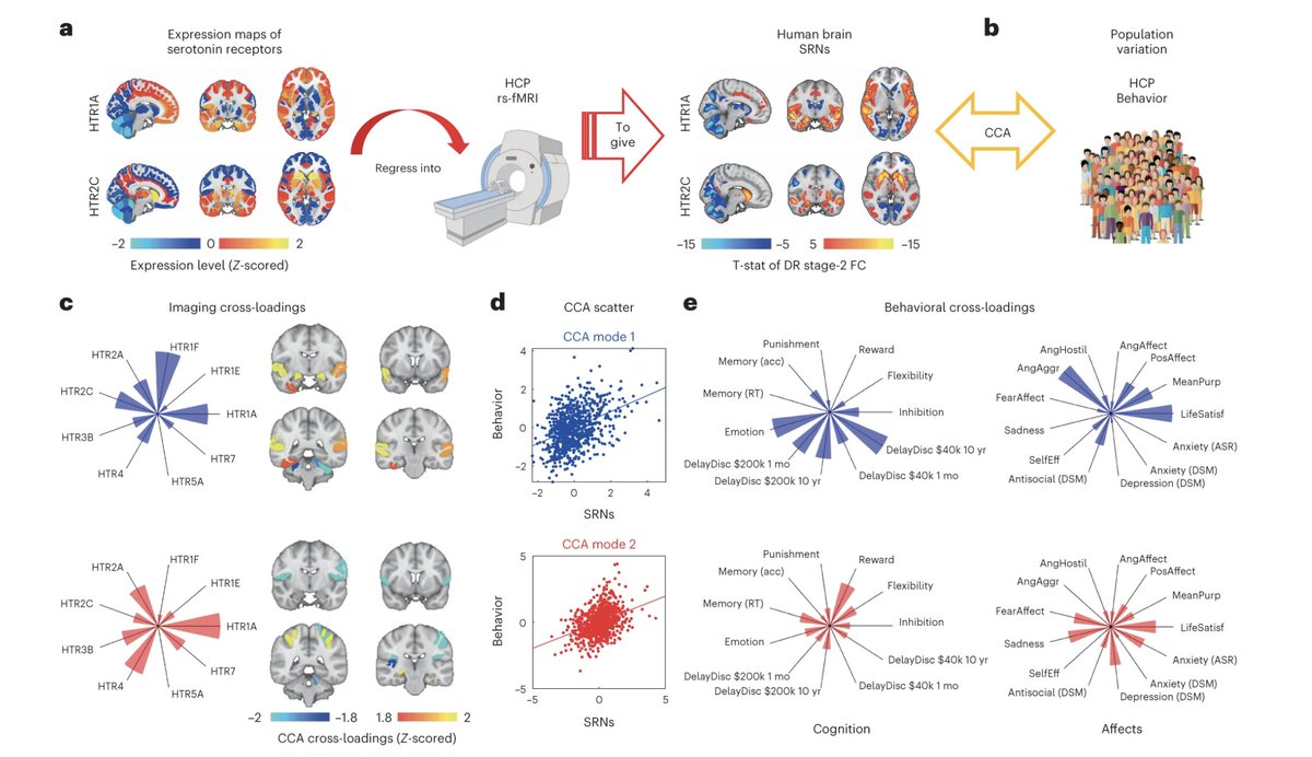 neuroplastics's tweet image. @neuropg, @heidijoberg and colleagues @OxfordWIN @NDCNOxford show that distinct brain-wide distributions of different serotonin receptor types explain the historic division of serotonin effects on human impulsivity and aversive processing nature.com/articles/s4159…