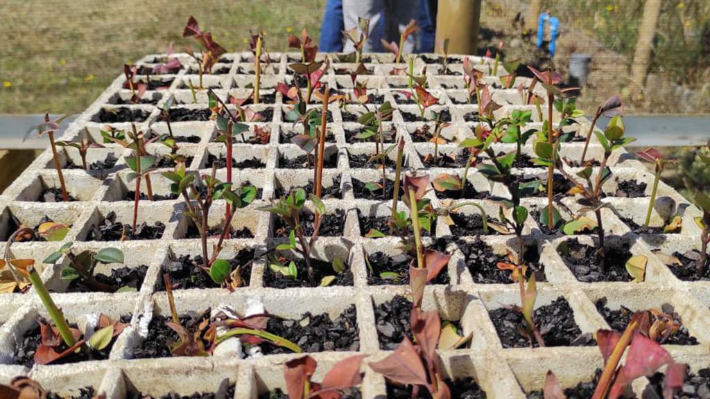 CapitalBiodiver's tweet photo. Hoy cerramos un proyecto hermoso con mujeres de Toltén, con la agroecología como herramienta para rescatar flora nativa, mejorar las huertas familiares, hacer comunidad y fortalecer liderazgos. Un proyecto que posible gracias a @Fmaradentro y las expertas que nos acompañaron. https://t.co/bvyPDku58l