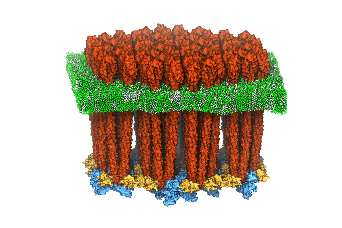 Eli_Monteagudo's tweet photo. Dr. Keith Cassidy @CKeithCassidy is taking the stage! Exciting science talk on ‘Resolving new structural features of the E. coli chemotaxis core signaling unit’ combining molecular dynamics simulation, cryo-ET, AlphaFold2. #blastmeeting2023 @Blastmeeting https://t.co/kVcymTiu9I