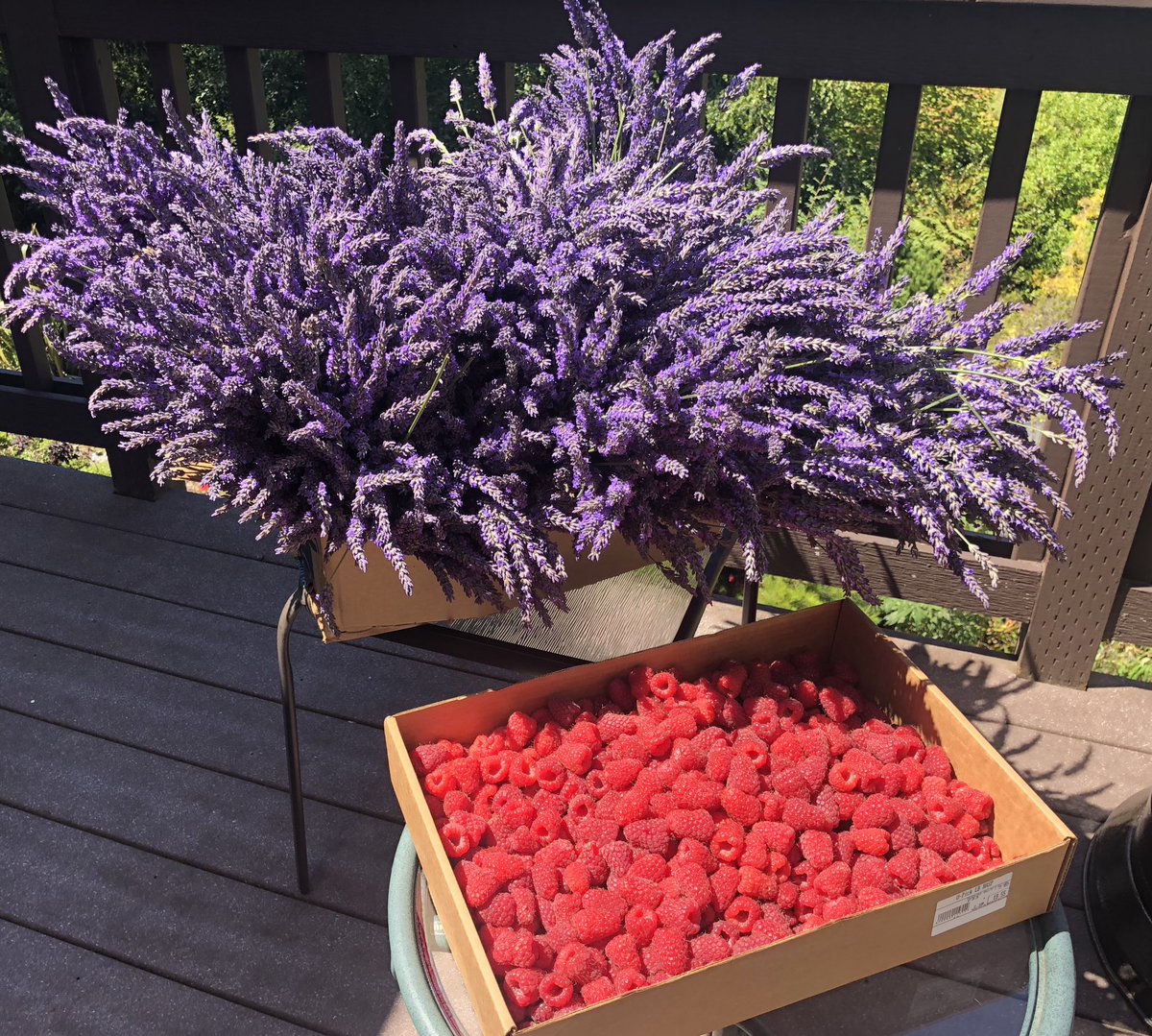 katt_DC's tweet photo. @MadScientistFF Freshly picked raspberries from Graysmarsh berry farm in #sunnysequim! https://t.co/HwhkBCyT5v