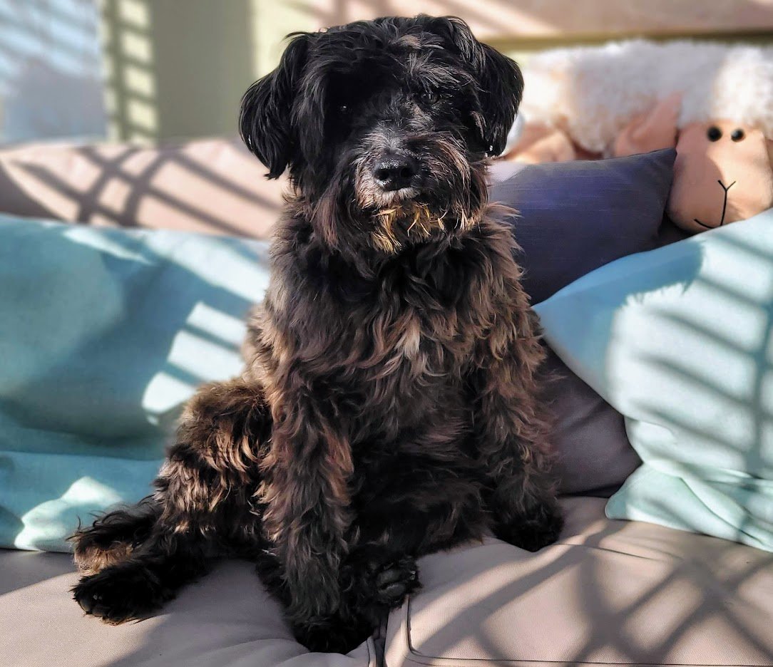 ThatSwanseastonesDog tweet media