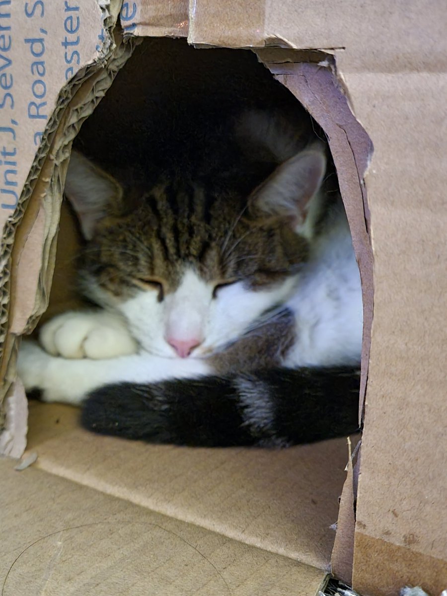 metalheron's tweet photo. Not Jack in a box.
Jerry in a box.
I'm too soft!
#CatsOnTwitter
#catsdoingnothing https://t.co/6QnLvgZDjv