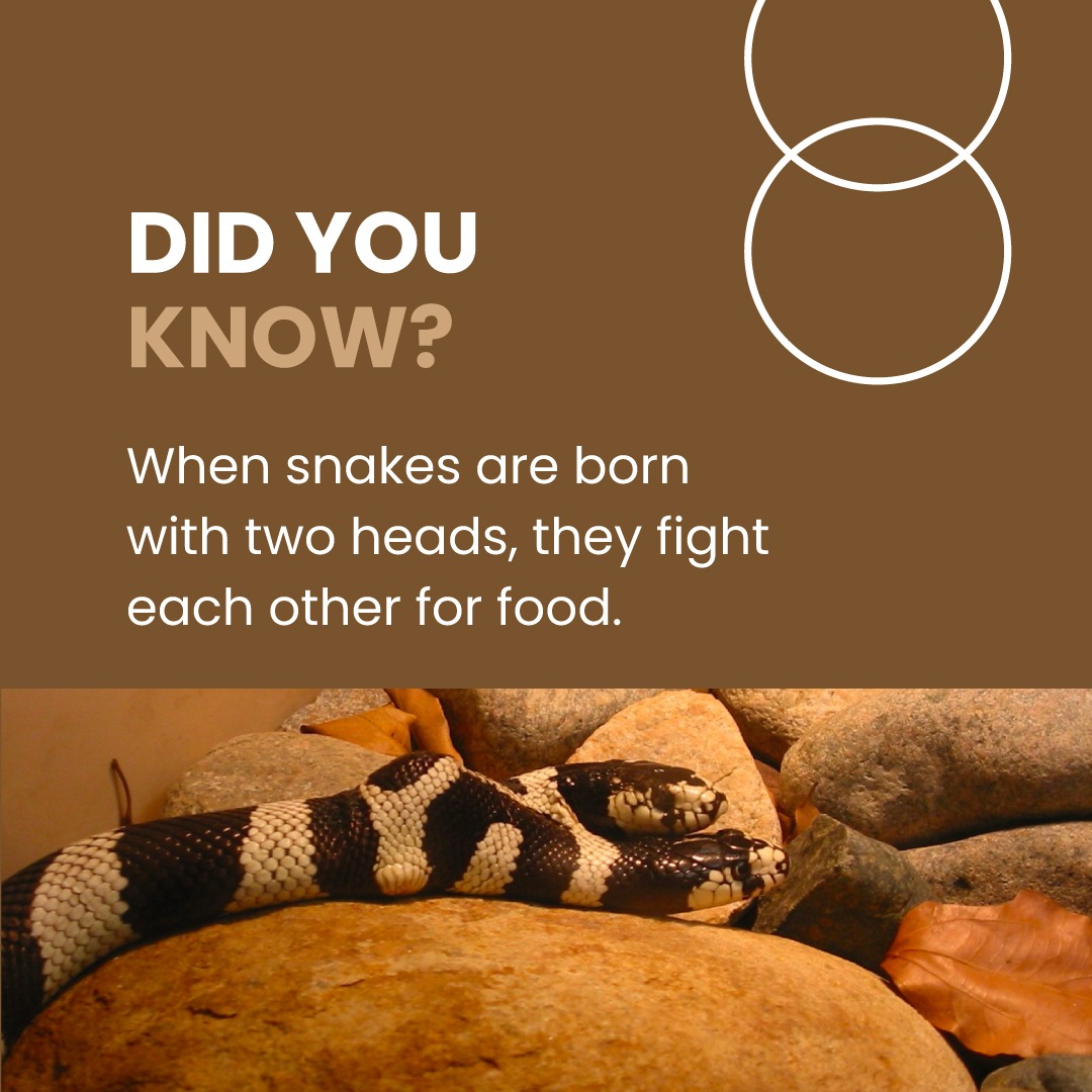 Survival of the fittest!

#fact #factoftheday #random #randomfacts #generalknowledge