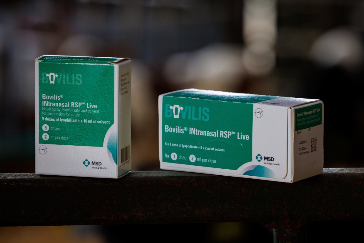 msd_ah's tweet photo. Are you vaccinating calves against pneumonia this spring? ๐
Have you considered using Bovilis INtranasal RSP Live?
The ONLY vaccine which can now be administered intranasally from the DAY OF BIRTH ๐
https://t.co/fv1ewj2ugB
#TotalCalfHealthSolutions #BeFirstBeFast https://t.co/Zo4s89abZP