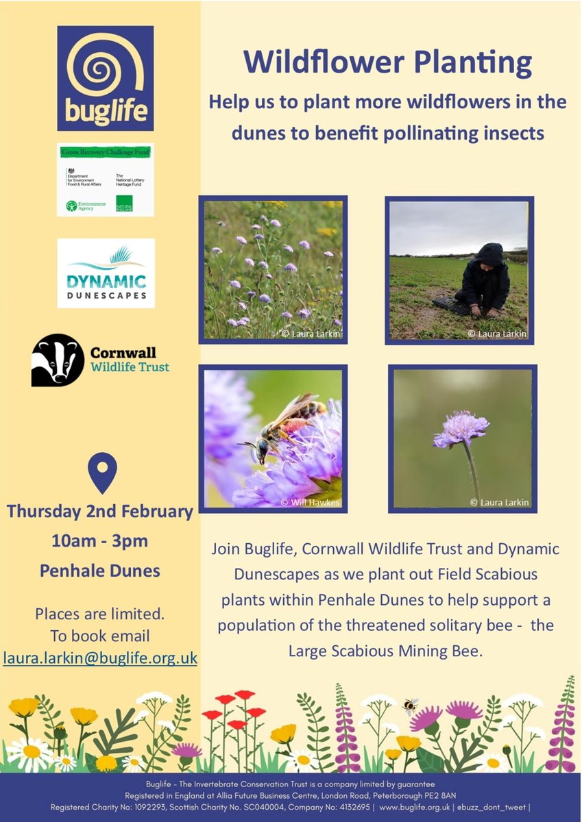 Buglife (@buzz_dont_tweet) on Twitter photo "Wildflower Planting with North Cornwall B-Lines"
🌸Join us, @CwallWildlife & <a href="/dynamicdunes/">Dynamic Dunescapes</a> as we plant out Field Scabious within Penhale Dunes!
📆 Thursday 2 February 2023
🕙 10:00-15:00
📌 Penhale Dunes, #Cornwall
Find out more 👇
buglife.org.uk/events/wildflo…
<a href="/BBCCornwall/">BBC Cornwall</a> "Wildflower Planting with North Cornwall B-Lines"
🌸Join us, @CwallWildlife & <a href="/dynamicdunes/">Dynamic Dunescapes</a> as we plant out Field Scabious within Penhale Dunes!
📆 Thursday 2 February 2023
🕙 10:00-15:00
📌 Penhale Dunes, #Cornwall
Find out more 👇
buglife.org.uk/events/wildflo…
<a href="/BBCCornwall/">BBC Cornwall</a>