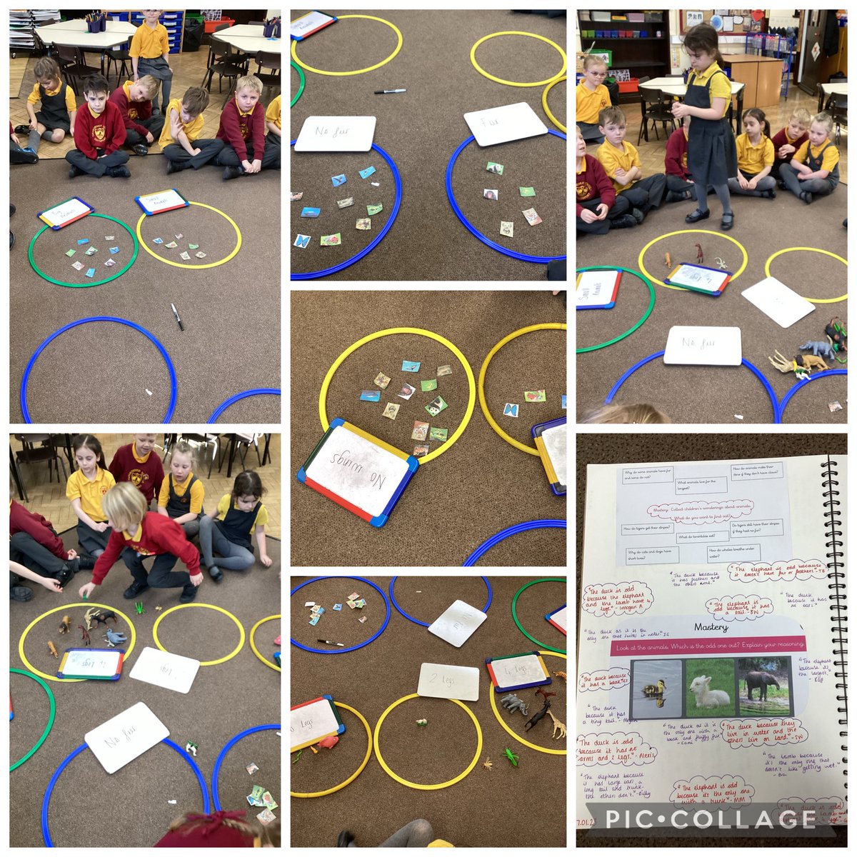 FRISroom7's tweet photo. In Science today, we looked at a variety of common animals which we then named and sorted into groups depending on the categories chosen. However, we did have some animals that didnβt fit into a category so we discussed how we might group them instead. #FRISscience https://t.co/eJLvDnKnYy