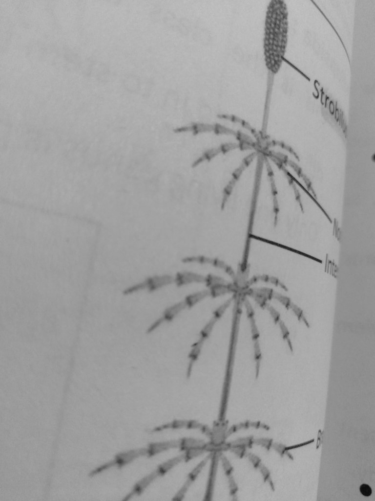 indianstudygrp's tweet photo. Today's studied topic include 
Plant diversity 
EMI 
Thermal physics 
Animal tissue https://t.co/hmlR7qwyyY