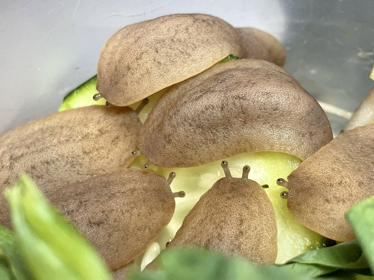 invertebrate tweet media