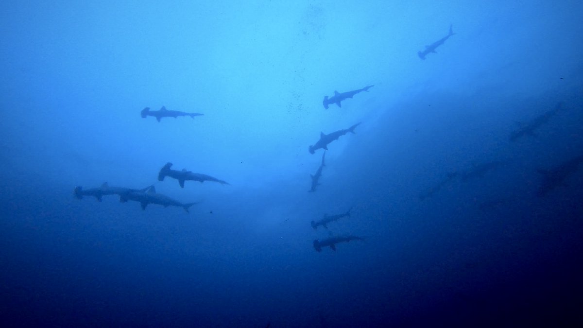 abbiedosell's tweet photo. So grateful to have visited the beautiful Malpelo Fauna and Flora Sanctuary last month! It’s great to see that such incredible ocean places still exist - and are protected! A huge thank you to @sandrabessudo and @FMalpelo for all the amazing work you do for our oceans. https://t.co/knRcuNA5Fi