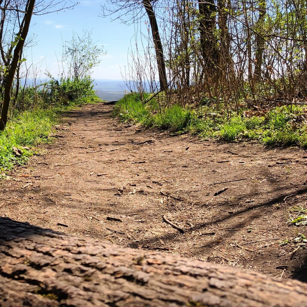 wonderczech's tweet photo. Who else is looking forward to spring walks when the green grows back from trees surrinding your path? #nature #hiking #říp #czechia #iPhone8 https://t.co/kbrRuigLoR https://t.co/wVQTVFa3nd