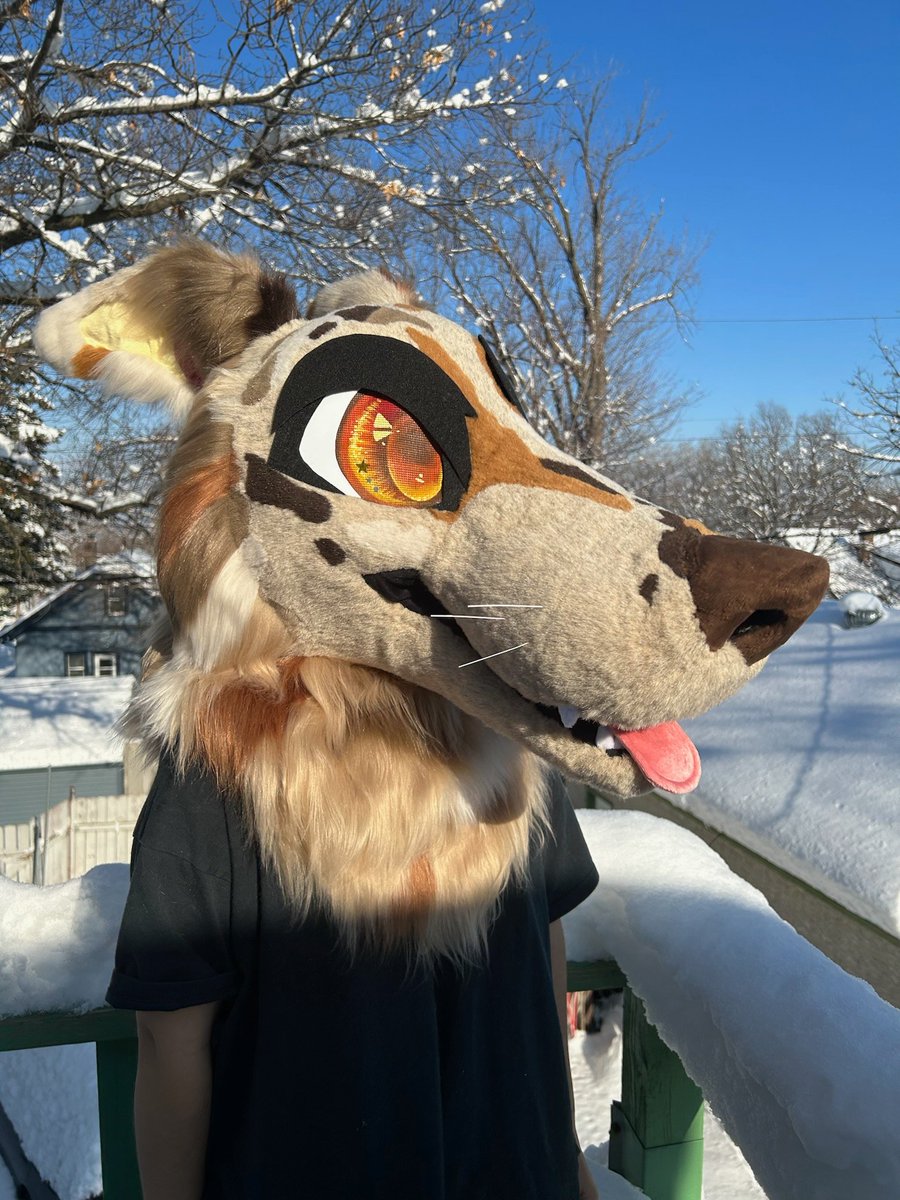 fancyfishfurs's tweet photo. This borzoi is looking for a home! Asking 2️⃣5️⃣0️⃣0️⃣ as a mini partial. Check below for full details. Claim via email at fancyfishfursuits@gmail.com ✨🌻🍁🌻✨ https://t.co/pW3uTZwPNk