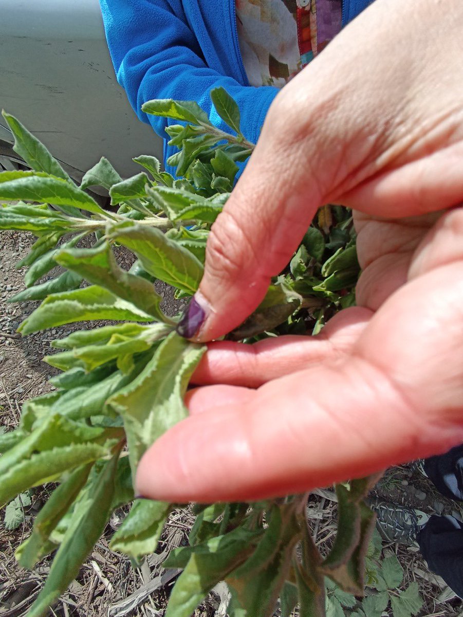 CapitalBiodiver's tweet photo. Próximamente, parte de lo que desarrolló en el proyecto de recuperación de flora mágica y agroecología en Toltén, será “transformado” por un equipo de @CCPLM, en una muestra llamada “Humedales de Toltén”. @Fmaradentro @munitolten @ https://t.co/vs97e2bZZi
