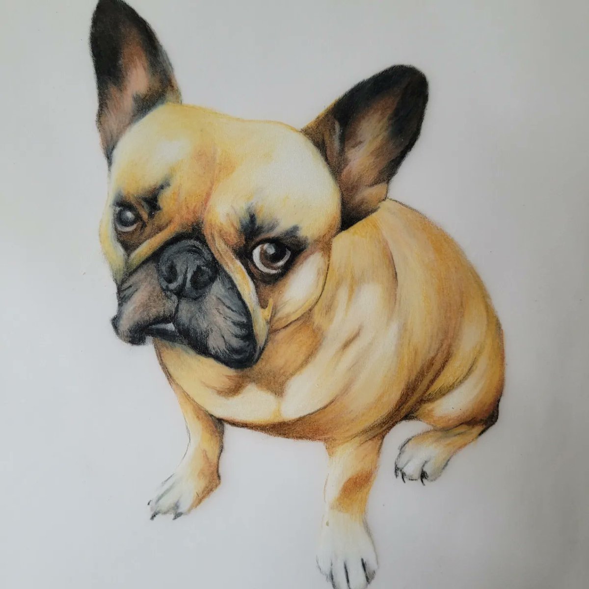 jvonlemon's tweet image. My absolute pleasure to illustrate this pup.  Always tough loosing our fren... peace be the journey.   If you'd like a portrait illustrated of your critters feel free to pm me.  #idraw