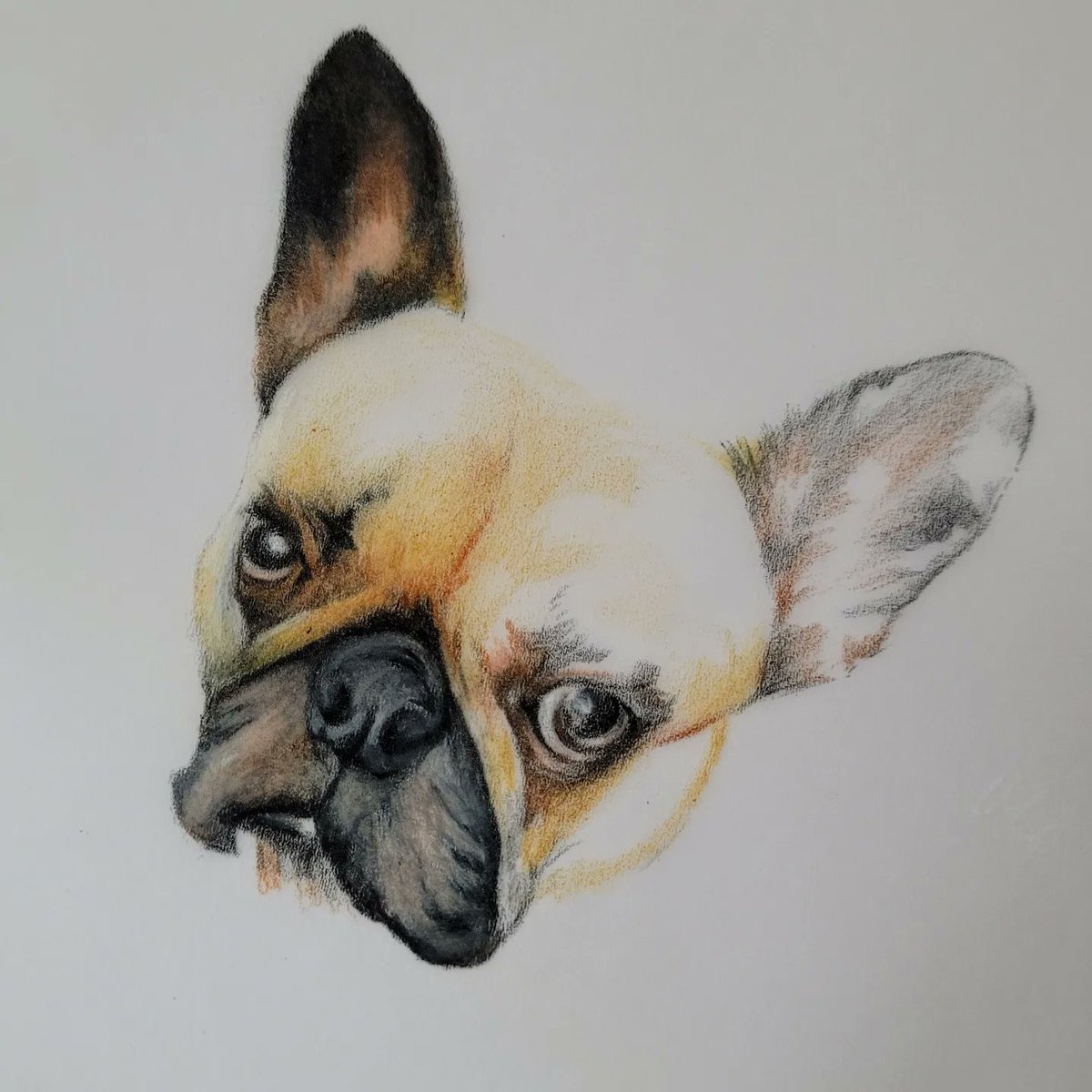 jvonlemon's tweet image. My absolute pleasure to illustrate this pup.  Always tough loosing our fren... peace be the journey.   If you'd like a portrait illustrated of your critters feel free to pm me.  #idraw