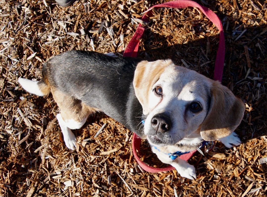 ❤️DAISY❤️

Daisy's owner recently passed away 💔

Senior Daisy is 15 &amp; the shelter is no place for her, she is dog &amp; cat friendly &amp; is looking for a retirement home where she can put up her paws 🐾

scituateanimalshelter.org
<a href="/ScituateAnimalS/">ScituateAnimalSheltr</a> 

#TeamZay #rehomehour #beagle #USA