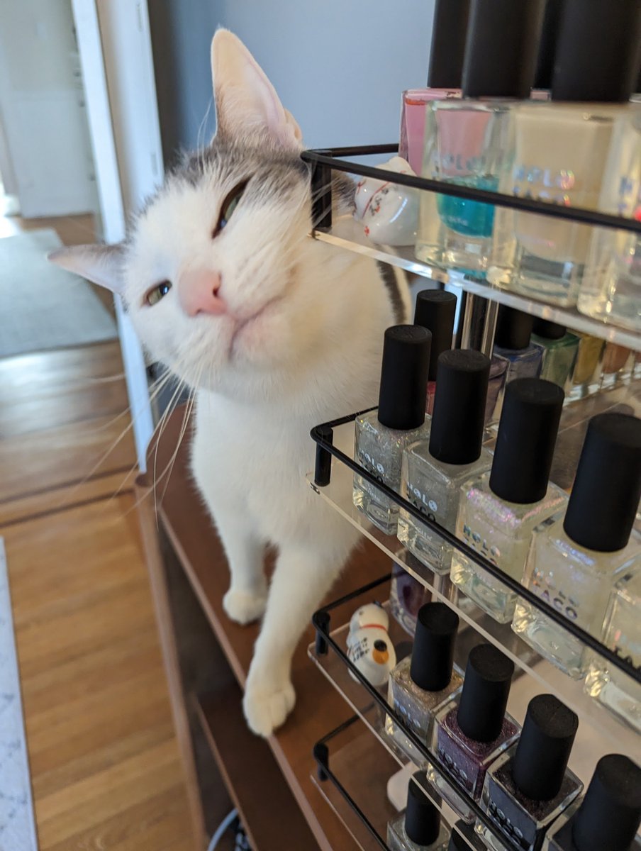 sundikhin's tweet image. My whole life in one photo: #cat and @holotaco 🥰
2023 Edition