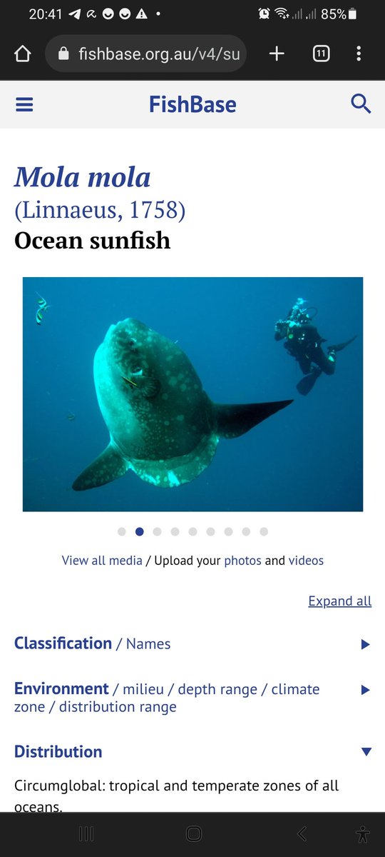 CarlesBarreda's tweet image. Mola mola el nou look de la web de @FishBaseProject 
fishbase.org.au/v4/