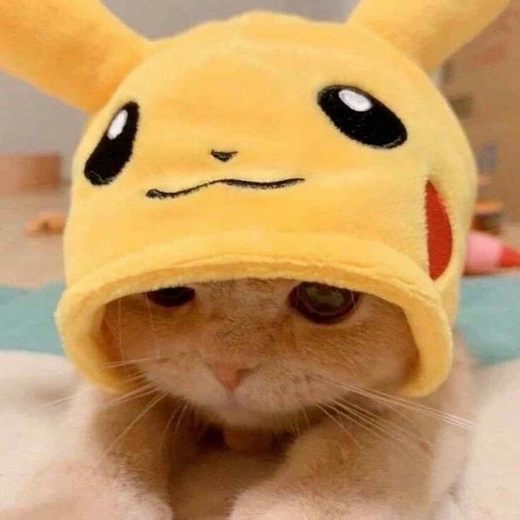 luvvehouse's tweet photo. 🐱! https://t.co/V7OPmzQwMh