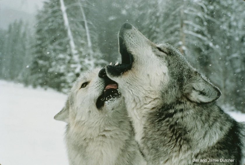 LWWolves's tweet image. What happens to the pack when a wolf dies? When people kill wolves, packs become less stable and can cease to exist. Read the groundbreaking research by Kira Cassidy et al. in the February issue of Frontiers in Ecology and the Environment.

esajournals.onlinelibrary.wiley.com/doi/10.1002/fe…