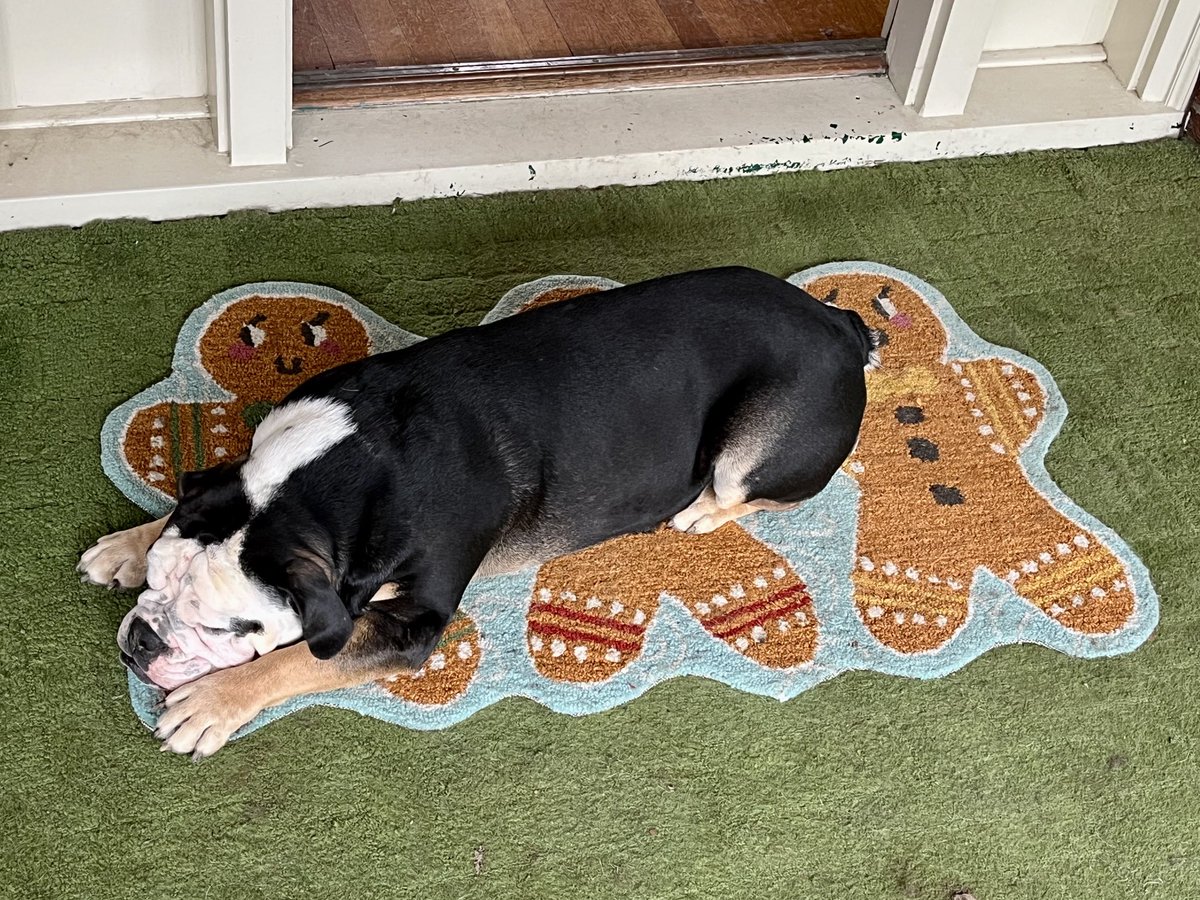 Bruno is not ready to put the Christmas decorations away yet. 🙂 #BulldogLife
