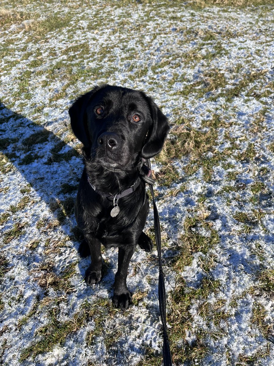boabb_JEL's tweet photo. Blue skies, frost and the best type of cold #lunchtimerun #YorkshireDales #DogsOnTwitter https://t.co/UThTqVug0a