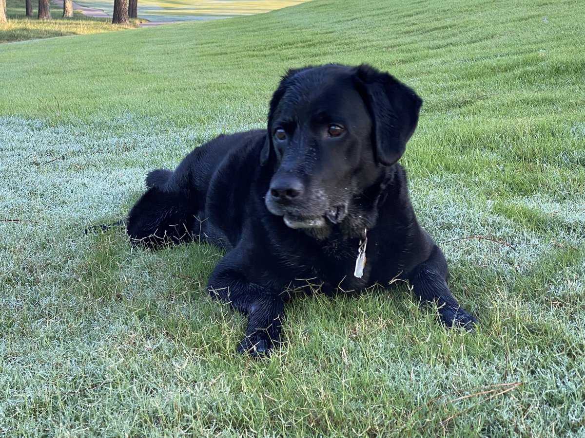 Trent Inman tweet media