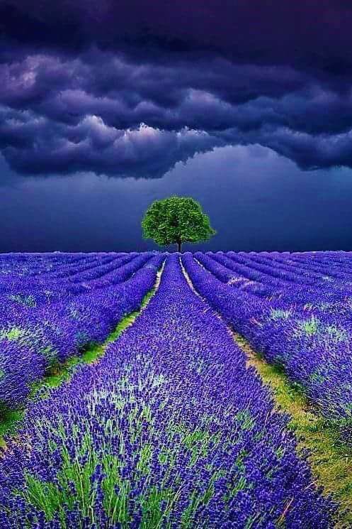 #nature