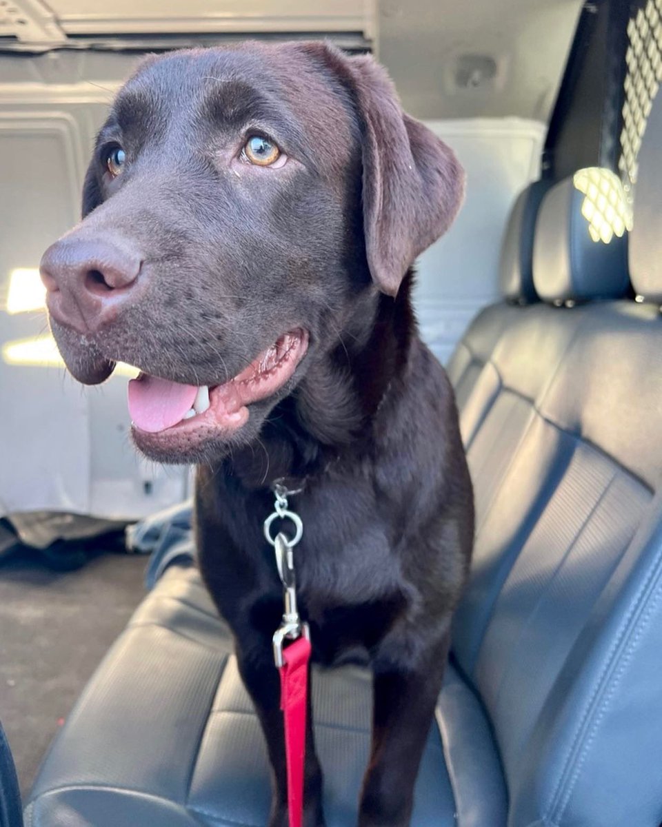 This beautiful little girl is doing wonderful in her training to become a certified therapy dog. #futuretherapydog #labpuppy #training #firstresponderspack #chocolatelab