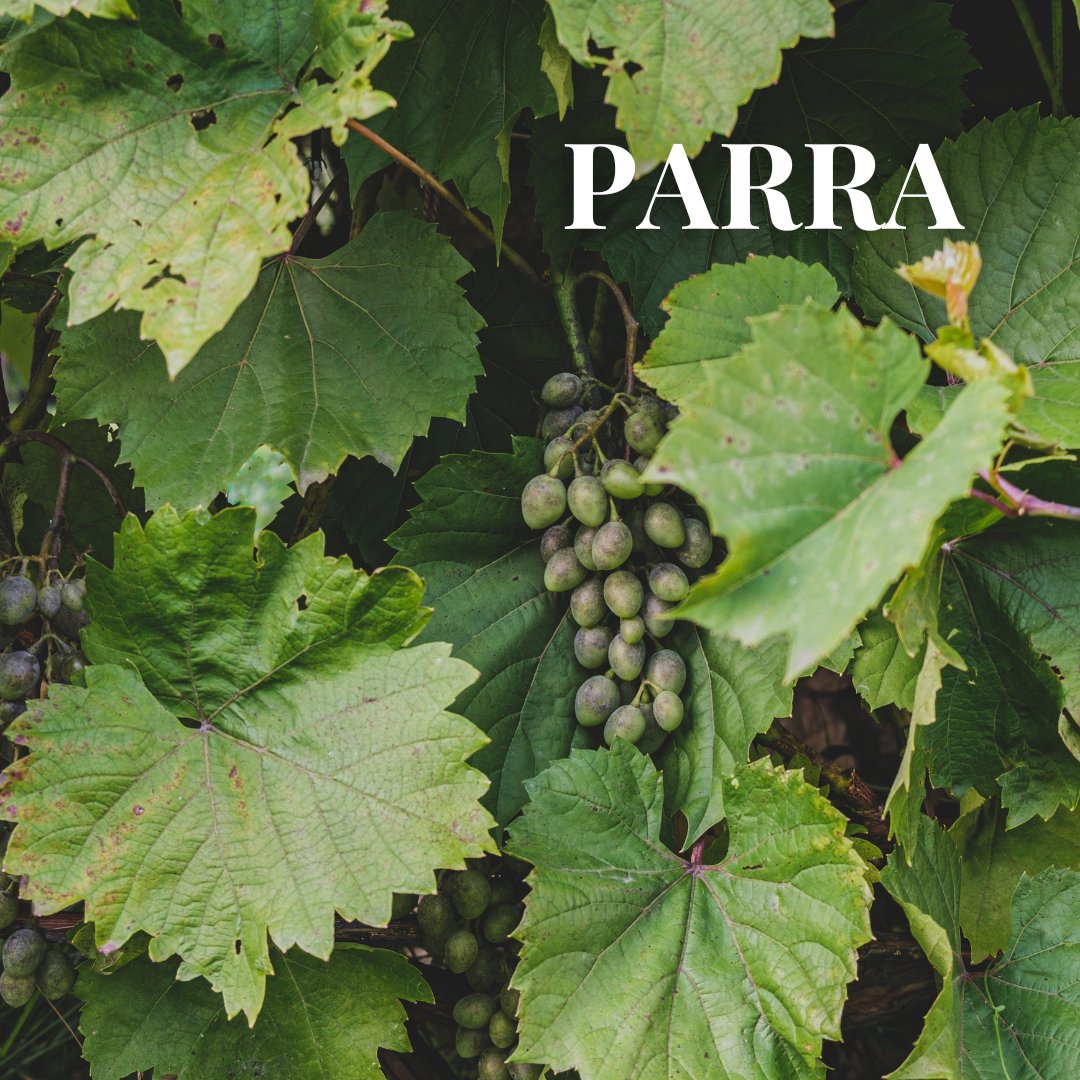 ViverosAznar's tweet photo. ¡Añade un toque verde a tu hogar con nuestras hermosas parras!. Perfectas para balcones, terrazas o jardines.
.
#floresaznar #viverosaznar #flores #plantas #vivero #viverozaragoza #zaragoza #zgz #plantlover #PlantasdeEnero #parras https://t.co/vwfJavEFyA