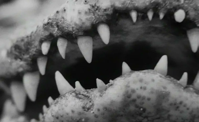 TheCinesthetic's tweet image. The Cremator (1969) dir. Juraj Herz