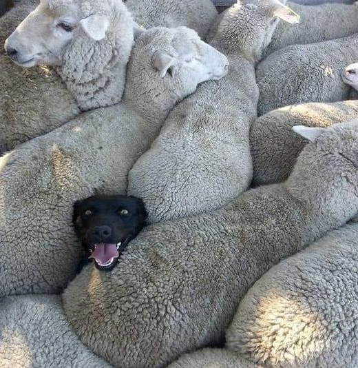 exjwbro's tweet photo. Vengo con un meme.
Así es como se siente uno cuando está rodeado de borregos. Puede pensar que usted es un borrego más. No se confunda, no lo es (aunque le hagan parecerlo). Solo tiene que salirse de ahí en medio y volverá a lucir su inteligencia.
Feliz tarde/noche. ❤️
#exjw https://t.co/6T8cNMRJFM