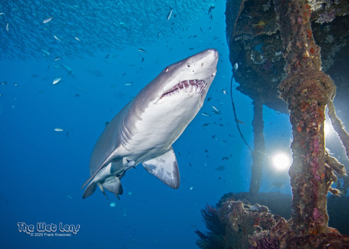 SpotASharkUSA's tweet photo. Happy #ToothyTuesday shark enthusiasts! 🦈
Still sitting on #sandtiger #shark images from previous dives? 🤿 
Now is a perfect time to relive your aquatic memories and consider submitting your sand tiger images to us at https://t.co/oxhTQ9SvPX 🙂
📷 Frank Krasovec https://t.co/HLm1nhGGFe