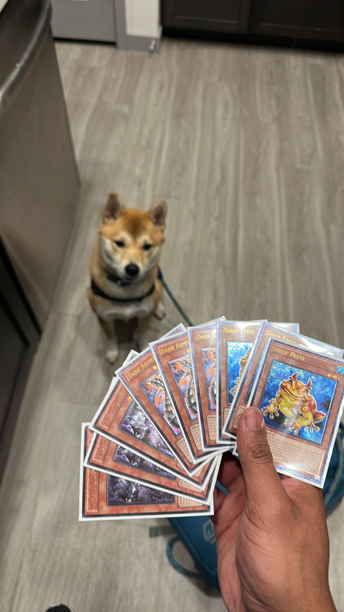 This is the money dog 
RT this and you will come in contact with high rarity cards this week.