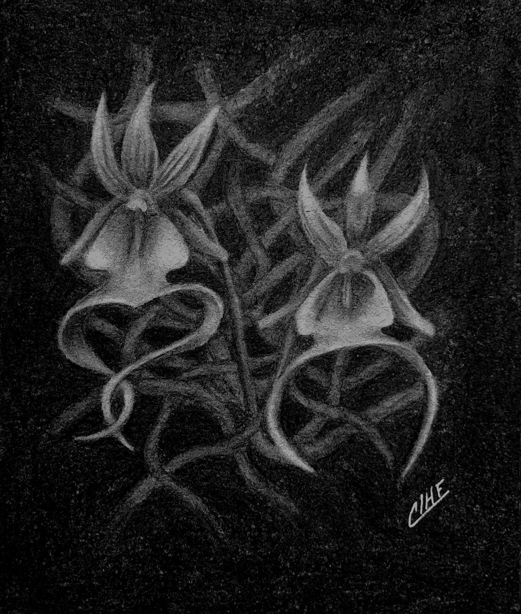 Madam_Bacteria's tweet photo. La orquídea fantasma (𝘗𝘰𝘭𝘺𝘳𝘳𝘩𝘪𝘻𝘢 𝘭𝘪𝘯𝘥𝘦𝘯𝘪𝘪) destaca en los pantanos donde habita por su color contrastante, recibiendo su nombre debido a que parece que flota en medio del ecosistema
#draw #art #arte #wednesday #merlina #netflix  #ghost #orquidea #fantasma https://t.co/Cf8BMk5SzR