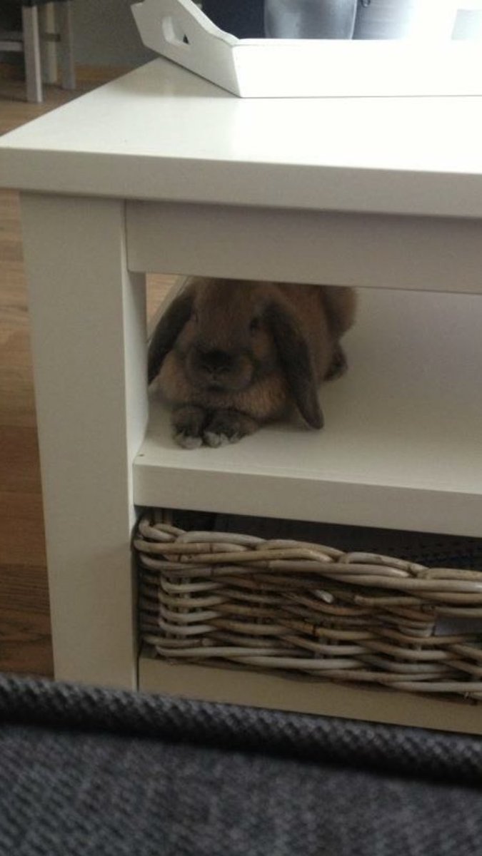 pris_eth's tweet photo. @LithNoortje Louis 😊 het huiskonijn .. transdier denk ik.. voelt zich meer een hond :) https://t.co/B8qKOqXAed