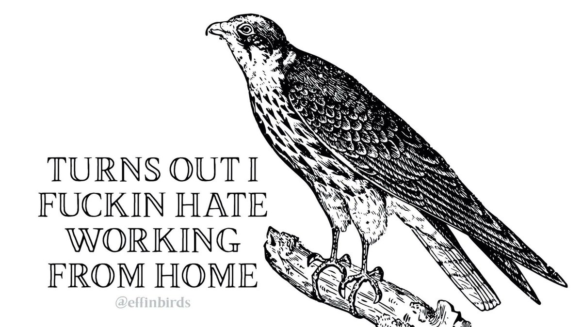 Effin' Birds tweet media