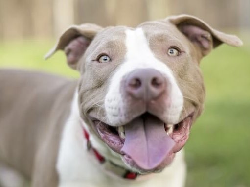 Kayla Chow Show tweet media